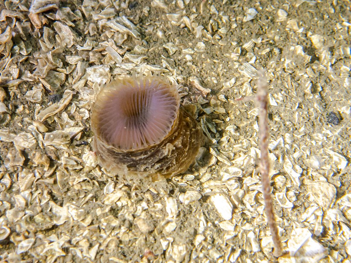 Slime-tube feather duster (Myxicola infundibulum), worm