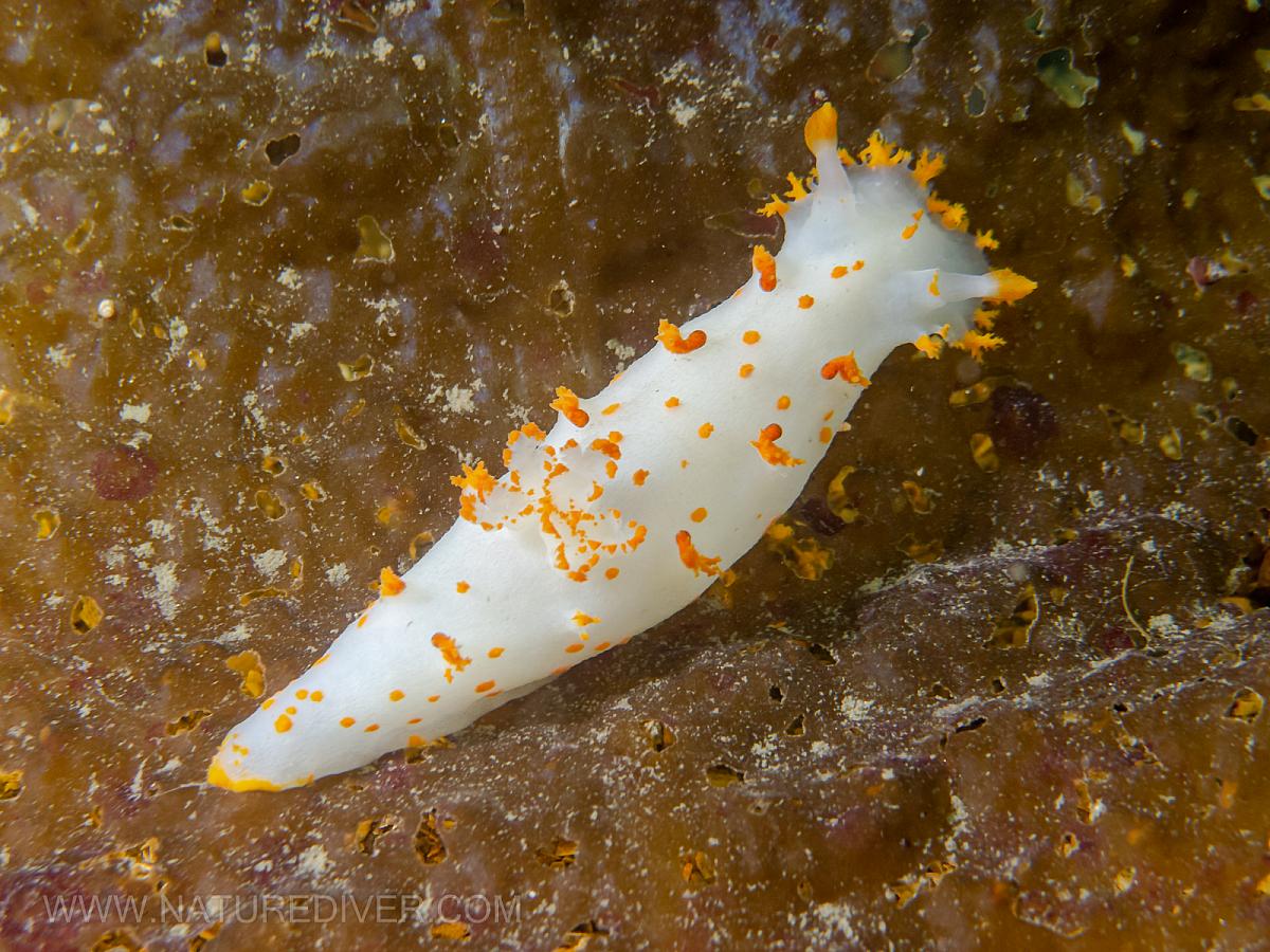 Clown Nudibranch (Triopha catalinae)