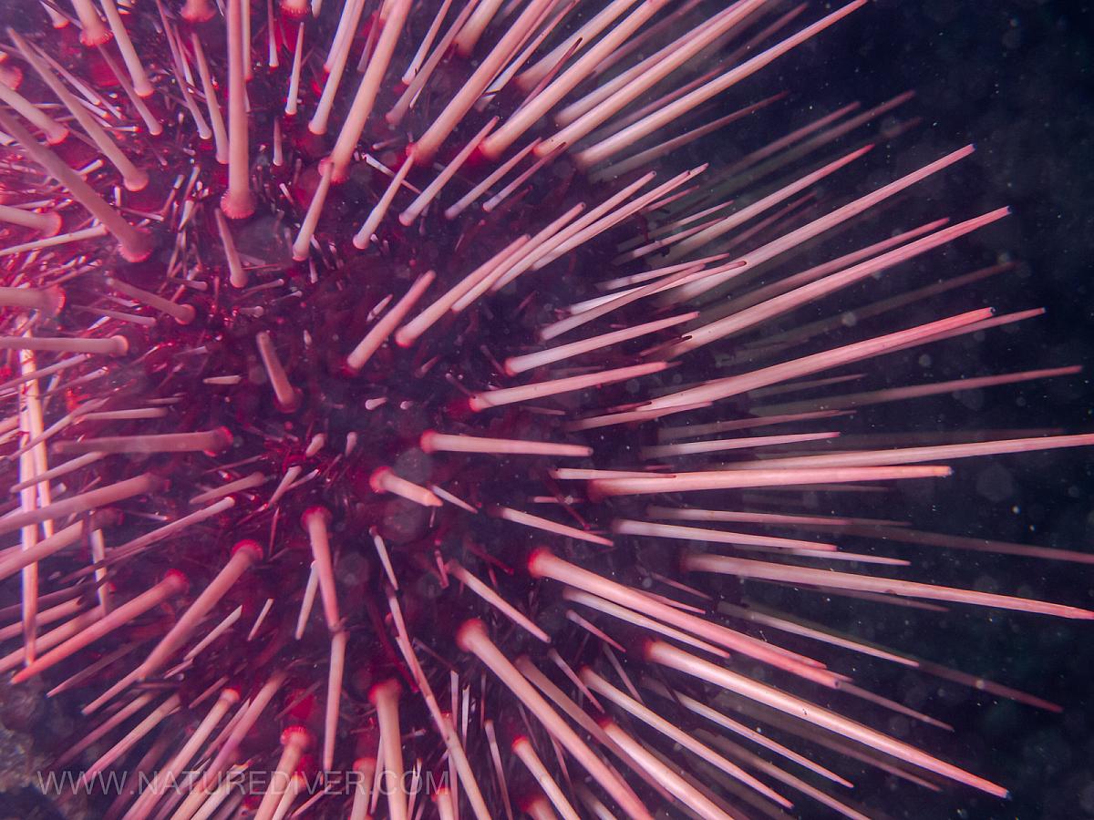 Red Sea Urchin (Strongylocentrotus franciscanus)