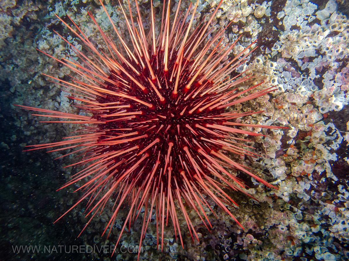 Red Sea Urchin (Strongylocentrotus franciscanus)