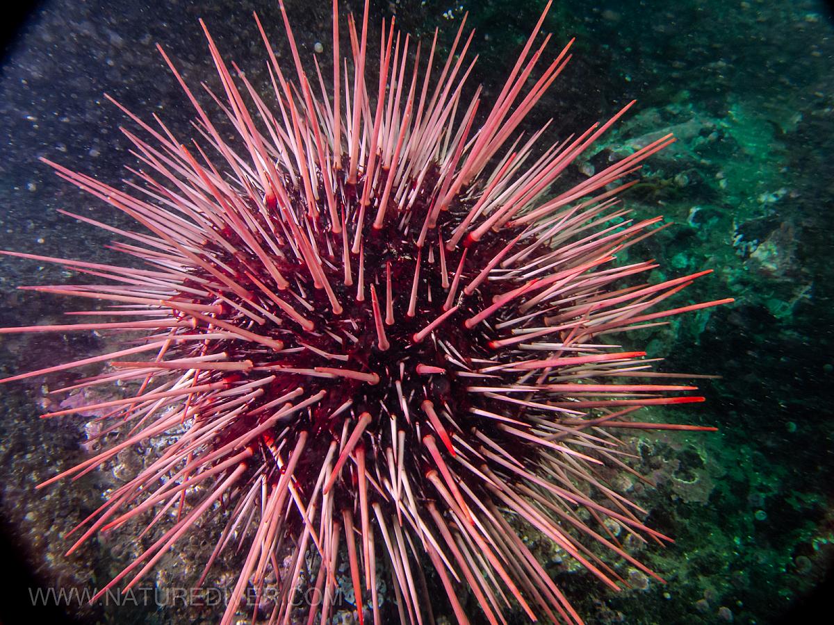 Red Sea Urchin (Strongylocentrotus franciscanus)