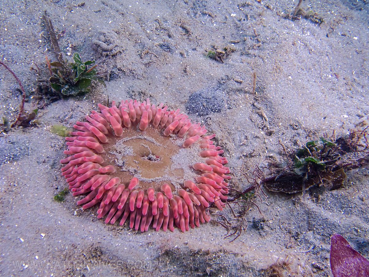 Stubby Rose Anemone (Urticina coriacea)