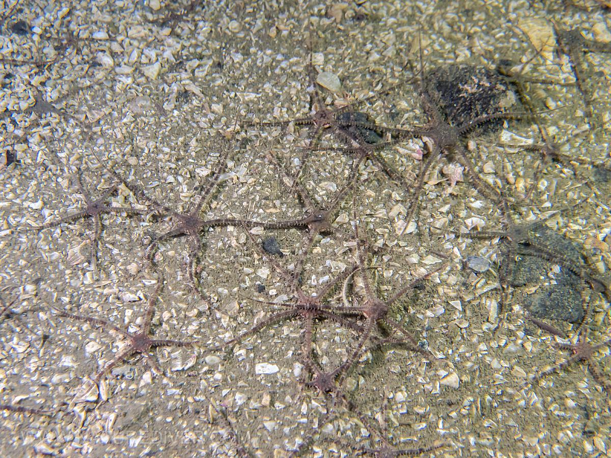 Gray Brittle Stars (Ophiura lutkeni)