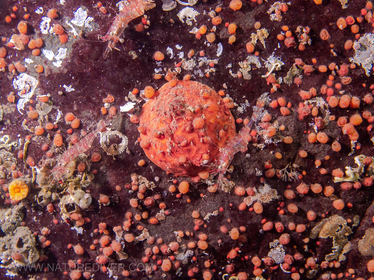 Creeping Pedal Sea Cucmber (Psolus chitonoides)