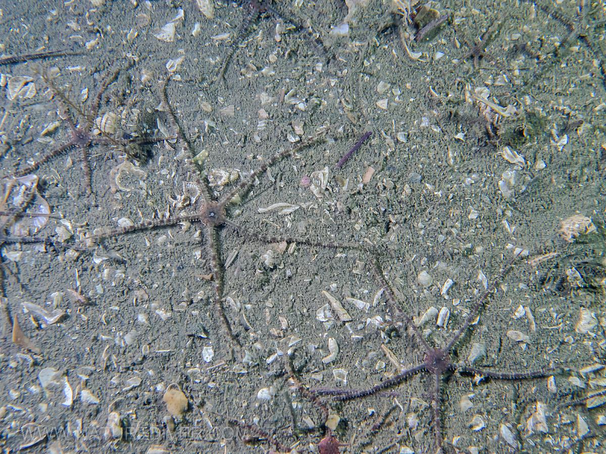 Gray Brittle Stars (Ophiura lutkeni)