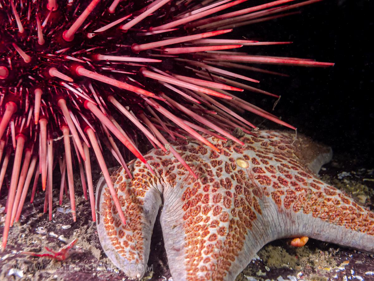 Leather Star (Dermasterias imbricata)