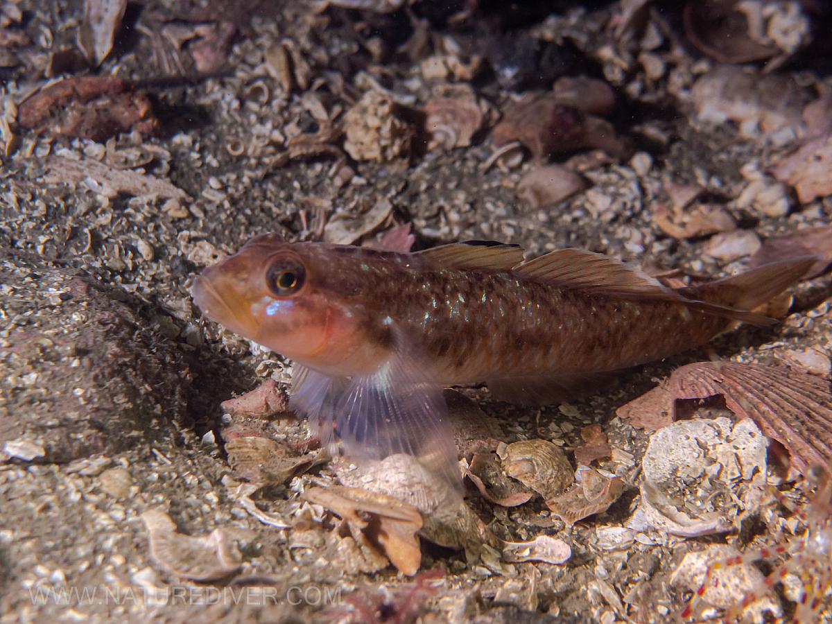 Sculpin