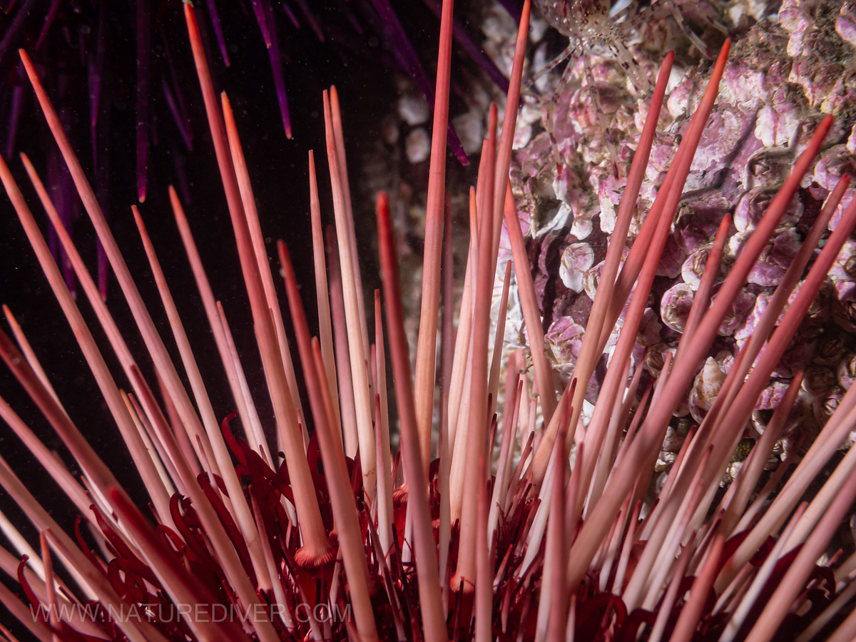 Red Sea Urchin (Strongylocentrotus franciscanus)