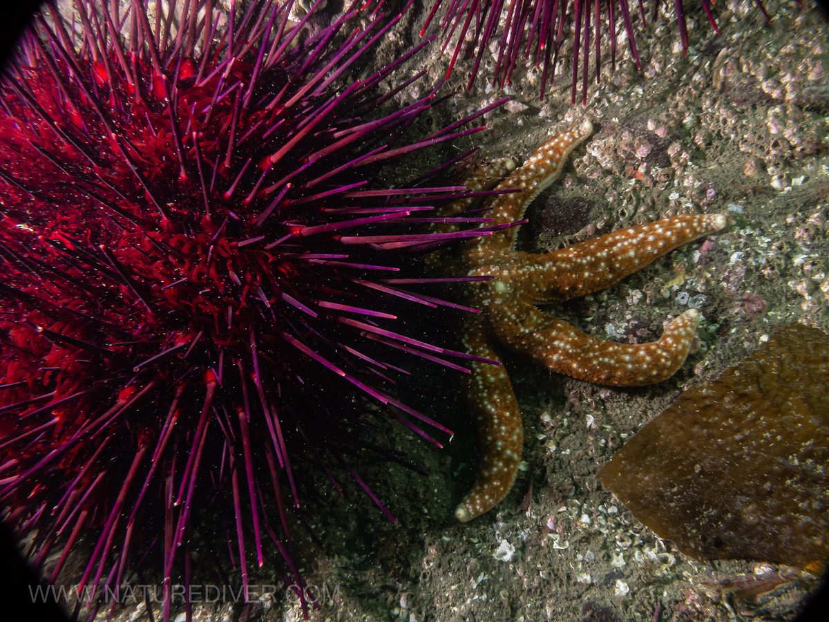 Red Sea Urchin (Strongylocentrotus franciscanus)