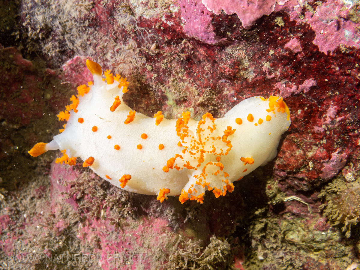 Clown Nudibranch (Triopha catalinae)