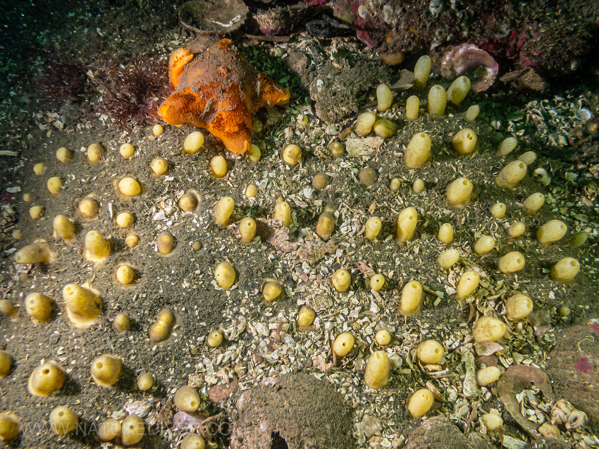 Aggregated nipple sponge (Polymastia pachymastia)