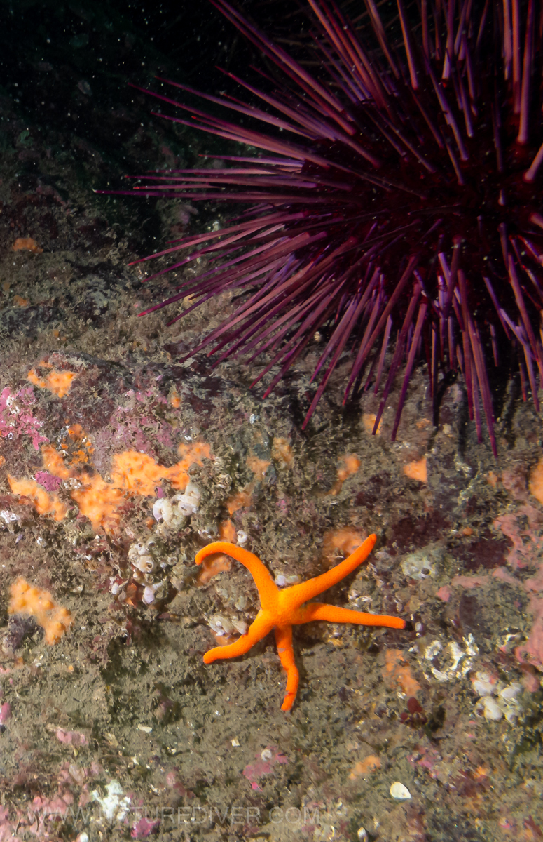 Blood Star (Henricia leviuscula)