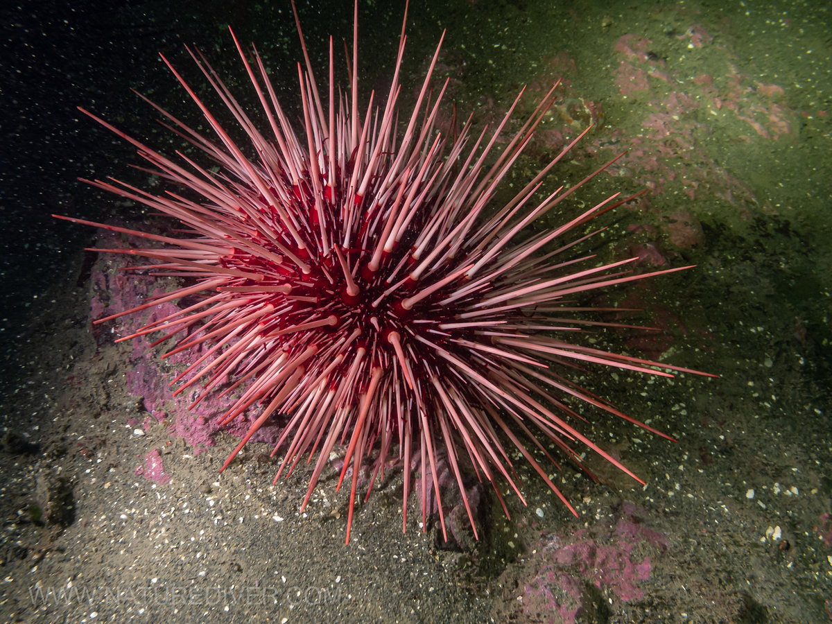 Red Sea Urchin (Strongylocentrotus franciscanus)