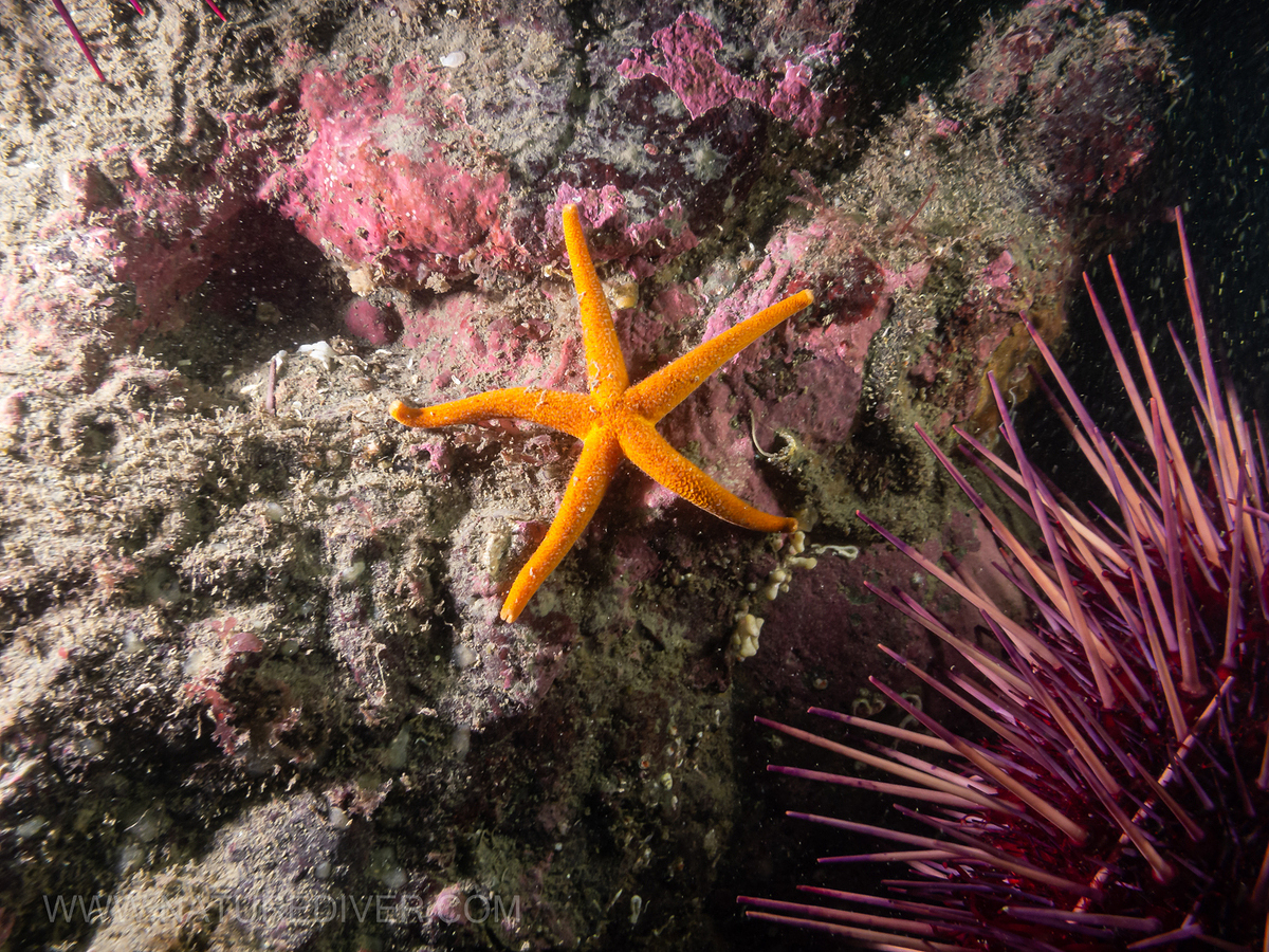 Blood Star (Henricia leviuscula)