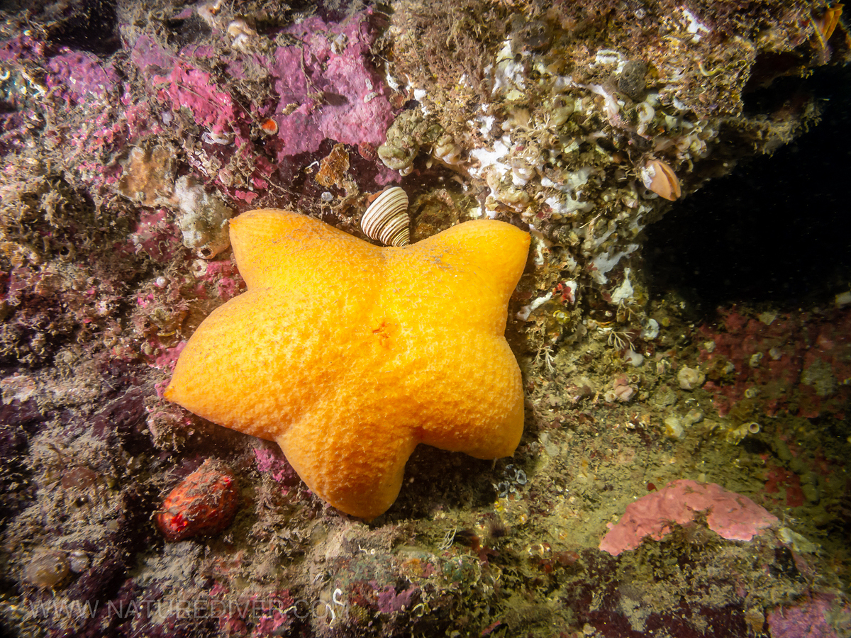 Slime Star (Pteraster tesselatus)