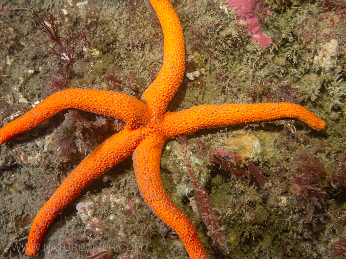 Blood Star (Henricia leviuscula)