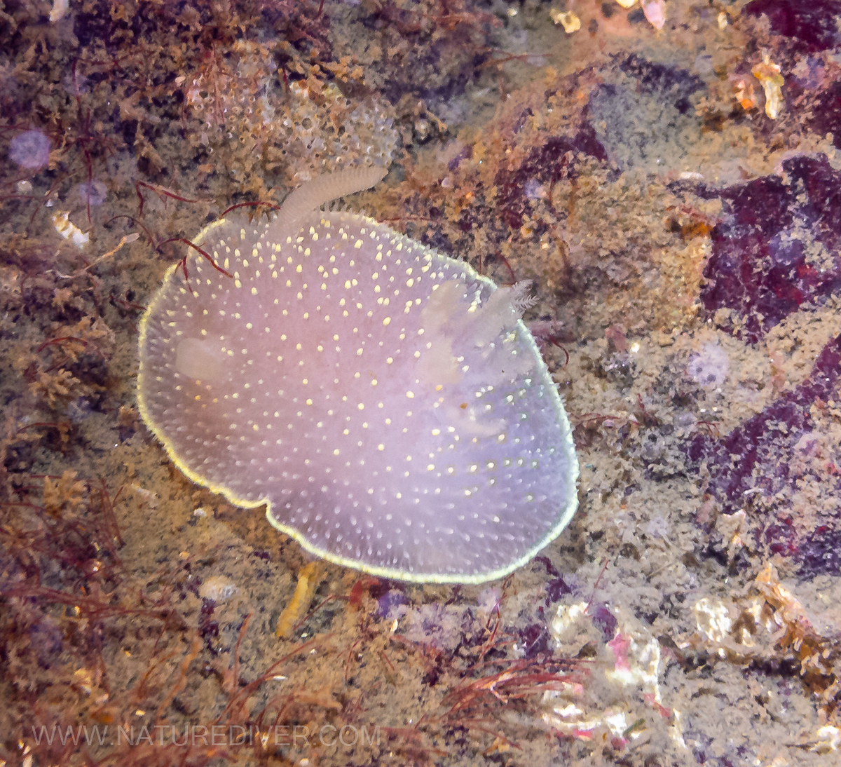 Yellow-edged Cadlina  (Cadlina luteomarginata)