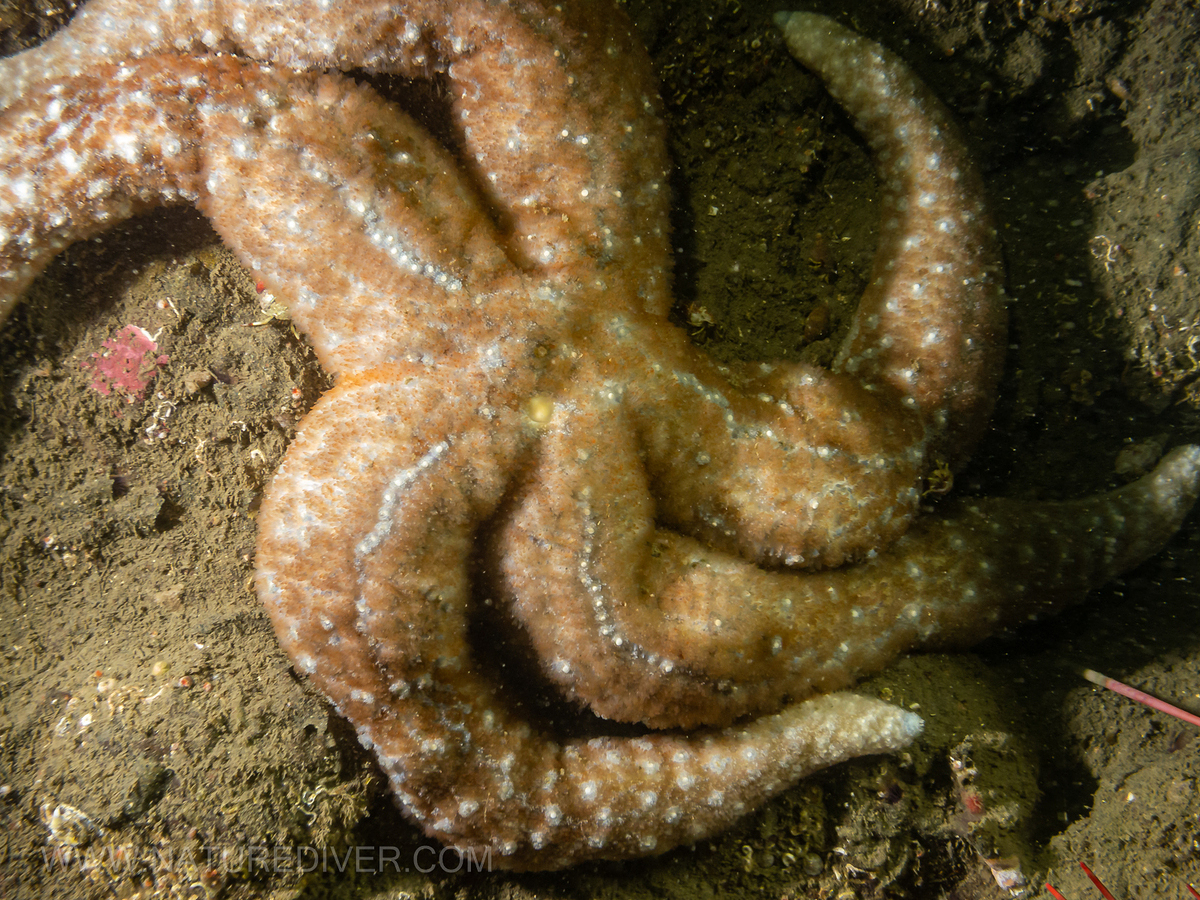 Mottled Star (Evasterias troschelii)