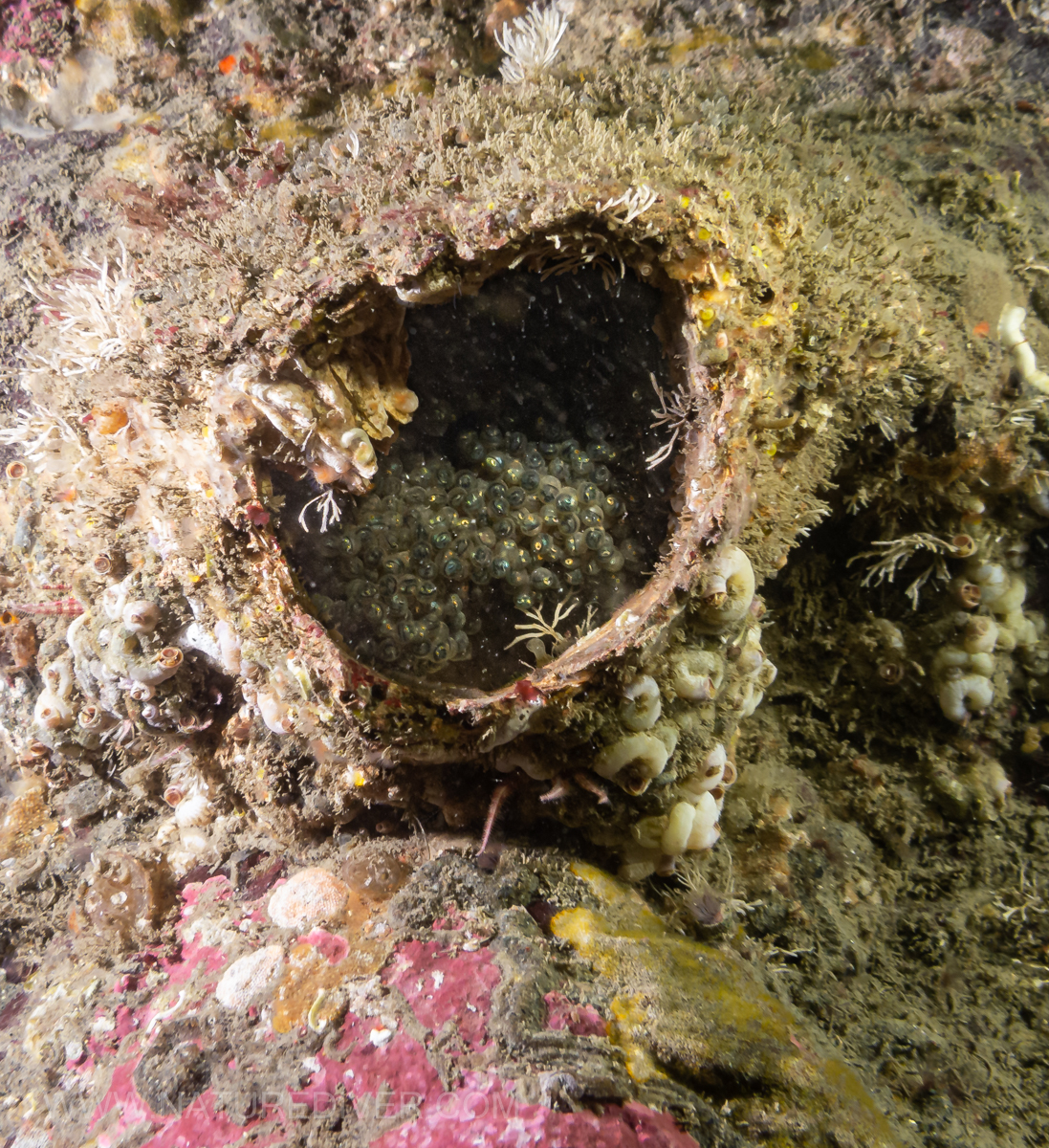 Eggs (maybe Kelp Greenling)