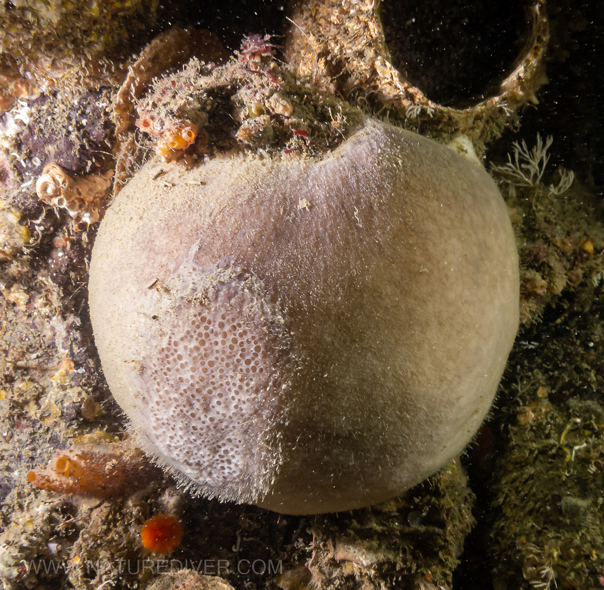 Tennis Ball Sponge (Craniella villosa)