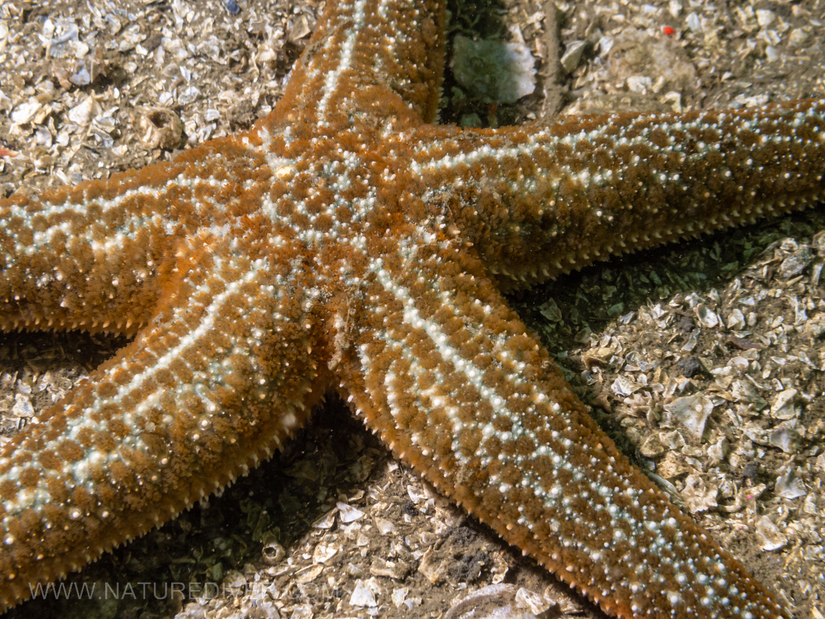 Mottled star (Evasterias troschelli)