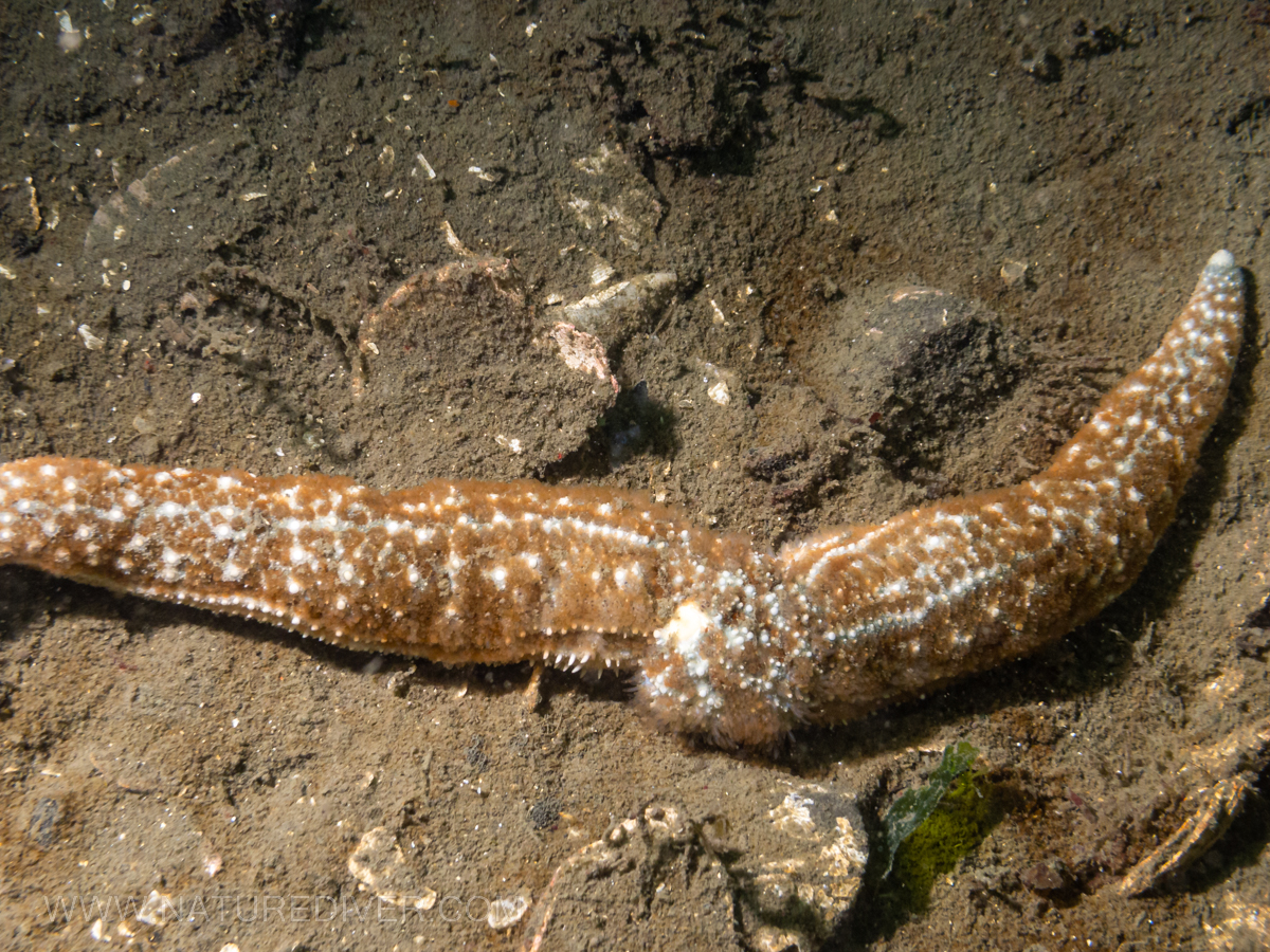 Mottled star (Evasterias troschelli)