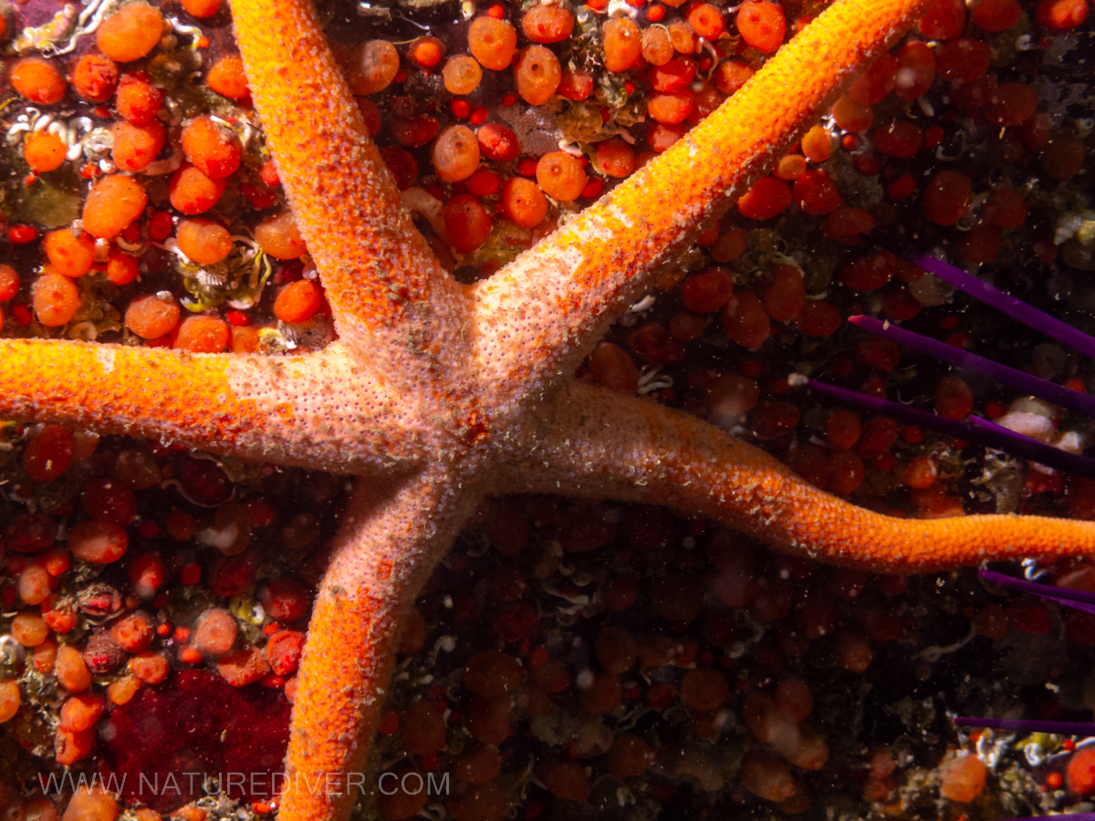 Blood Star (Henricia leviuscula)