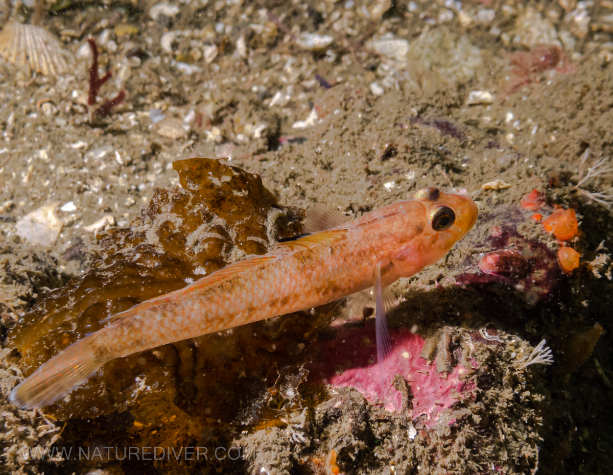 Sculpin sp.