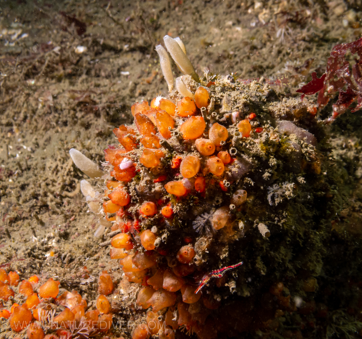 Orange Social Tunicates (Metandrocarpa taylori)