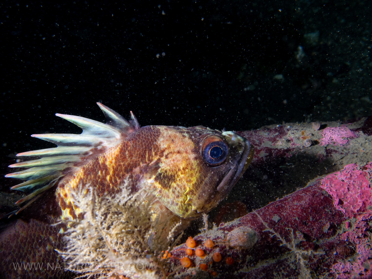 Quillback Rockfish (Sebastes maliger)