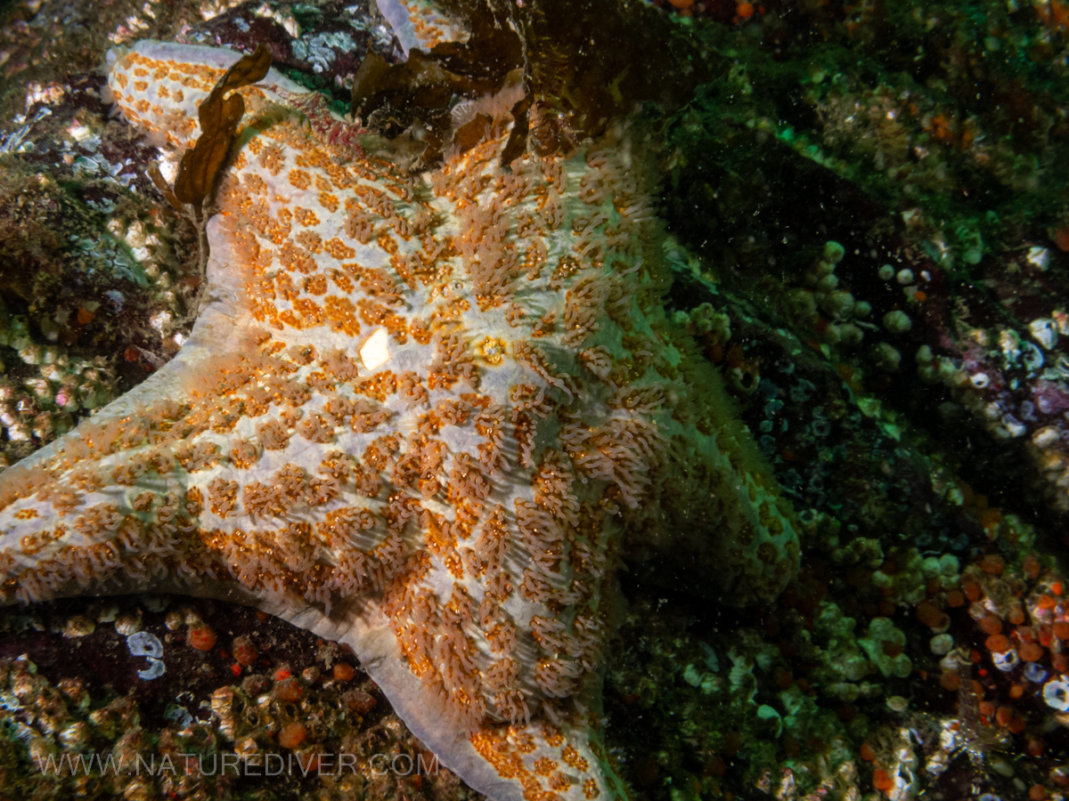 Leather Star (Dermasterias imbricata)