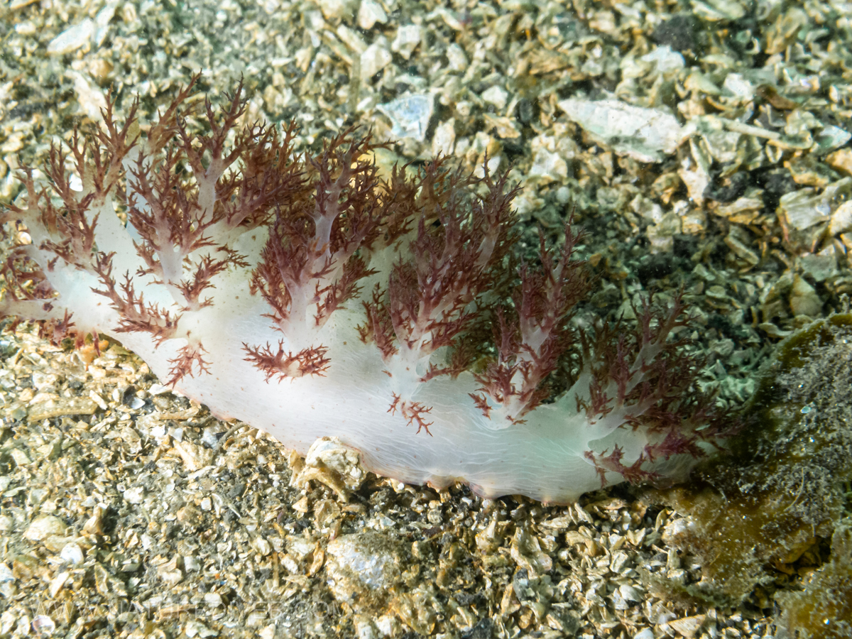 Red Dendronotid (Dendronotus rufus)