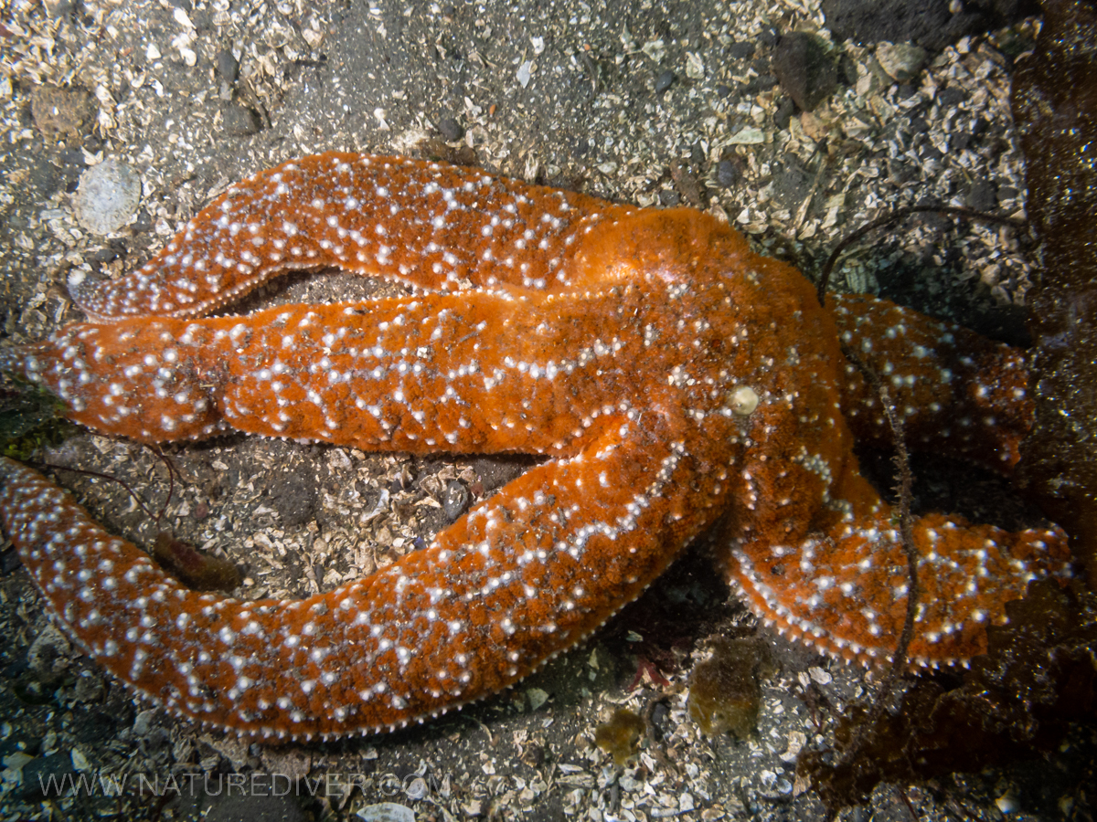 Ochre Star (Pisaster ochraceus)