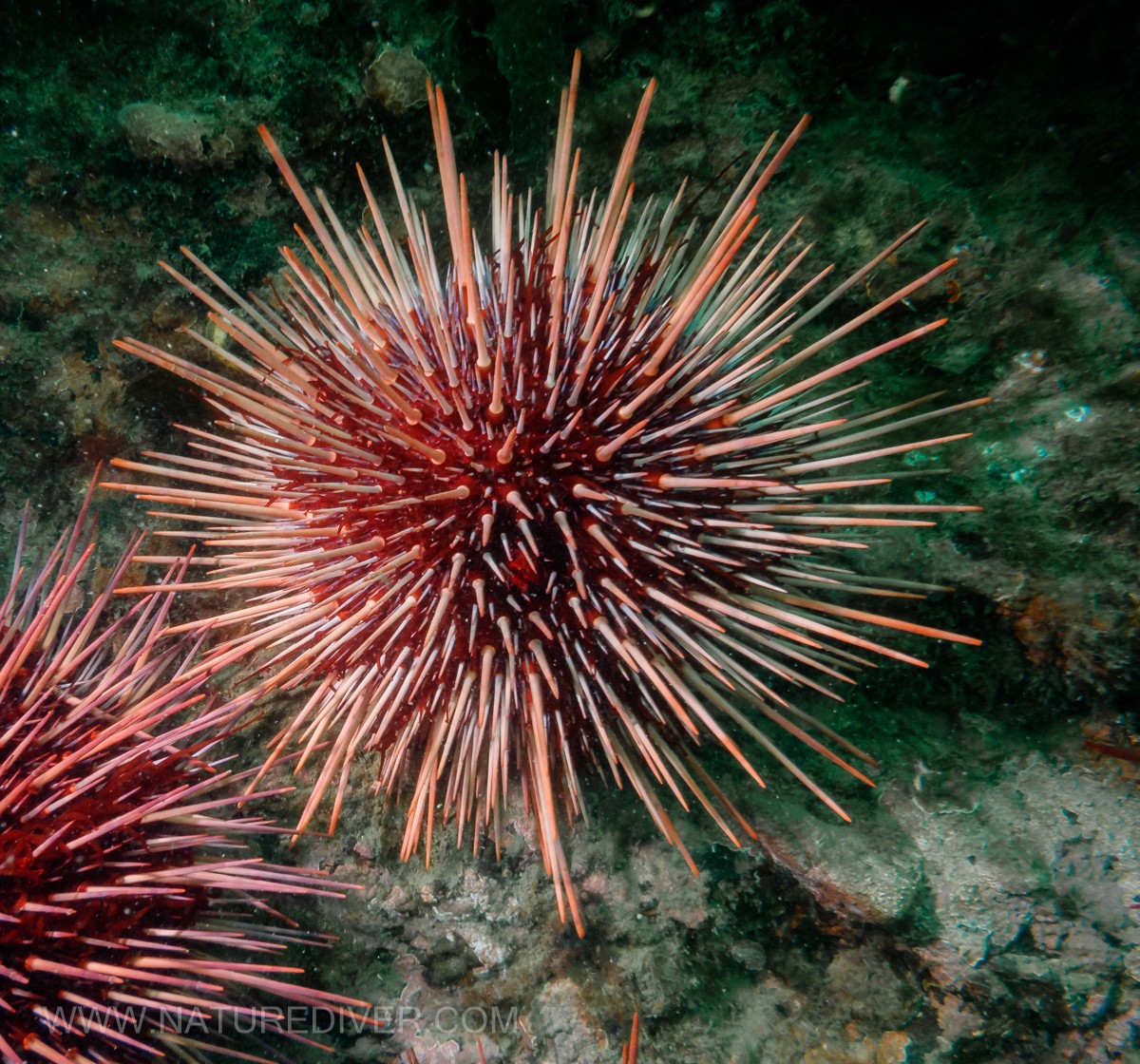 Red Sea Urchin (Strongylocentrotus franciscanus)