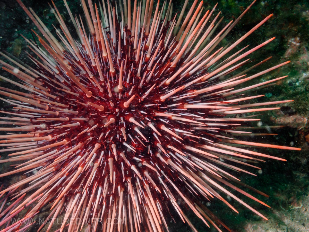 Red Sea Urchin (Strongylocentrotus franciscanus)