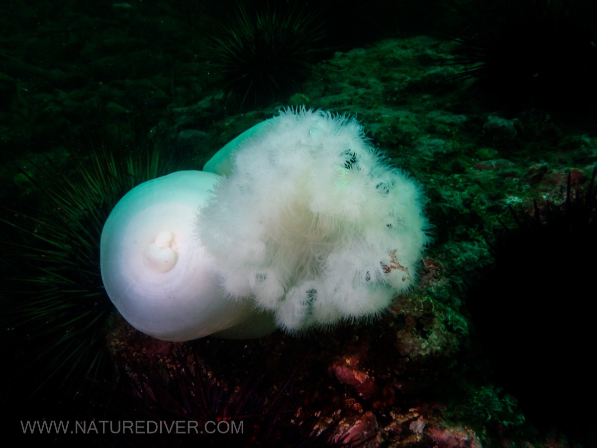 Giant Plumose anemone (Metridium farcimen)