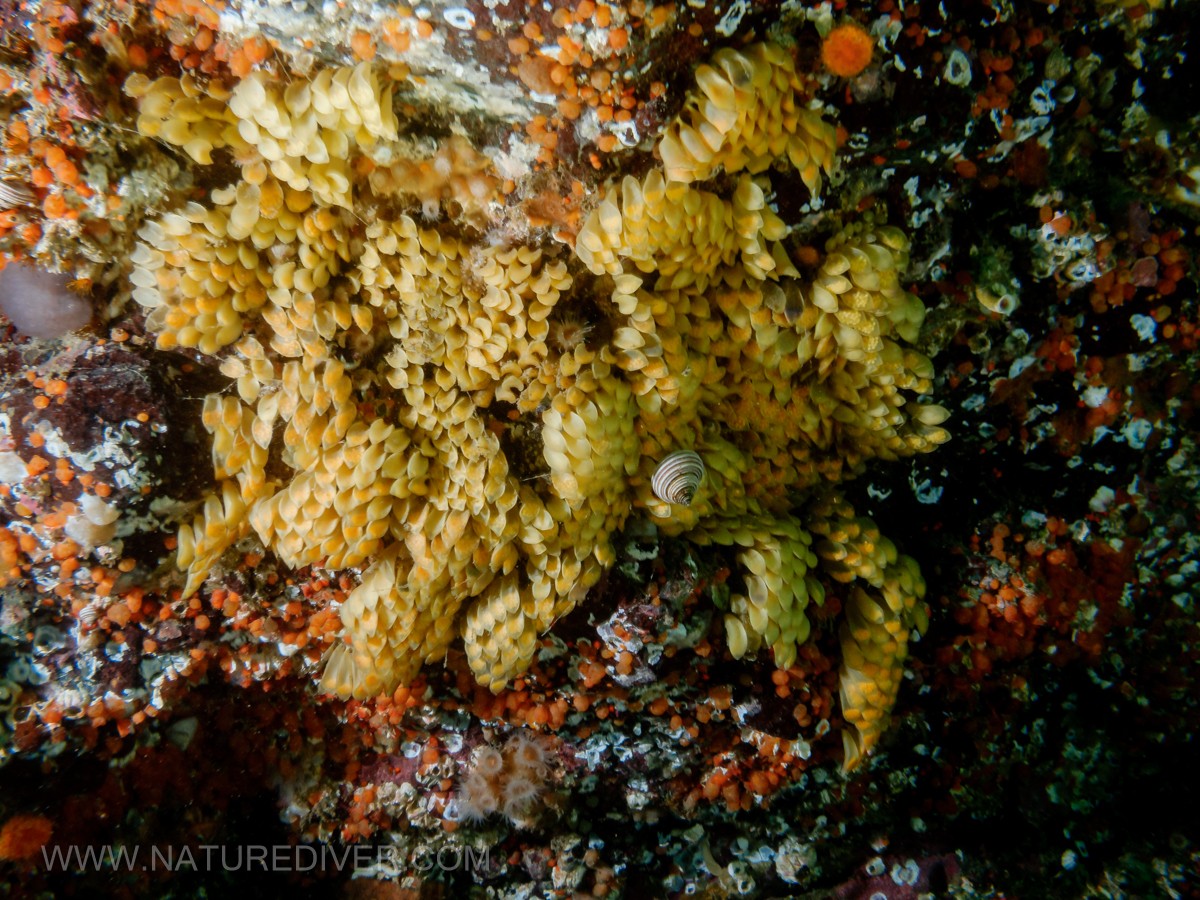 Eggs- Leafy Hornmouth Snail (Ceratostoma foliatum)