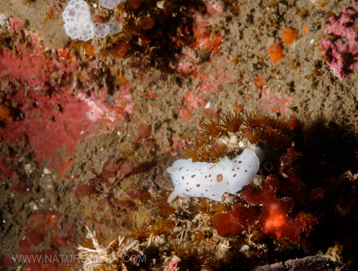 Leopard Dorid (Diaulula sandiegensis)