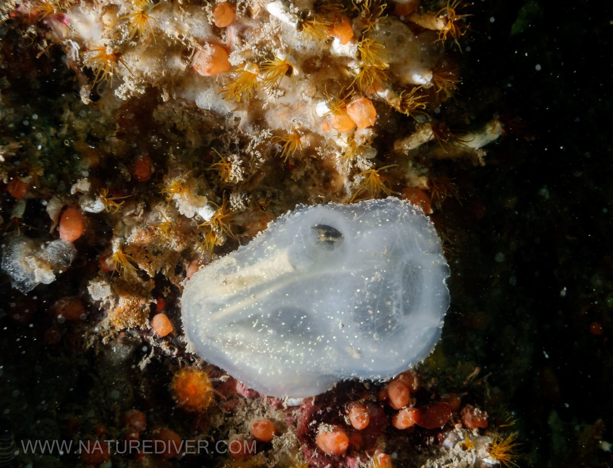 Sea Vase (Ciona savignyi)