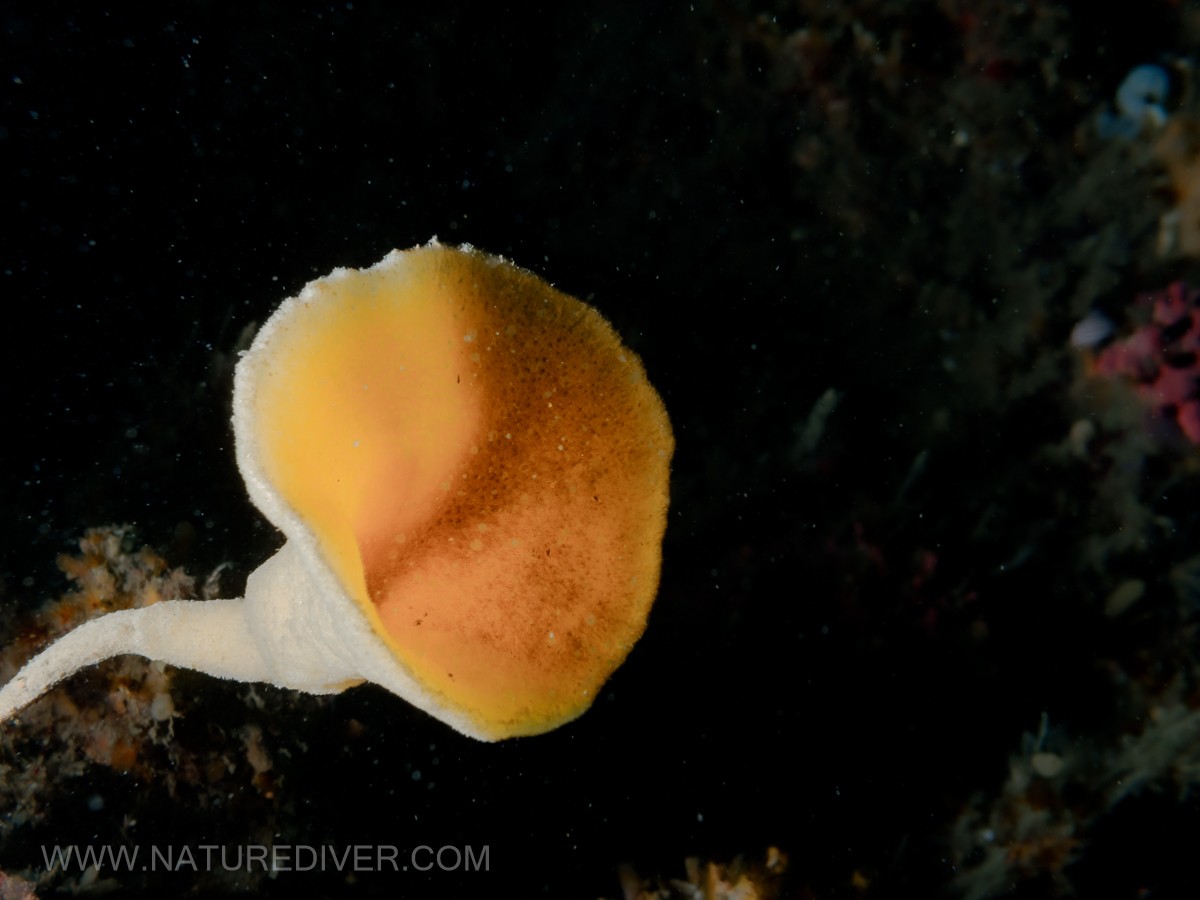 Stalked Trumpet Sponge (Stylissa stipitata)