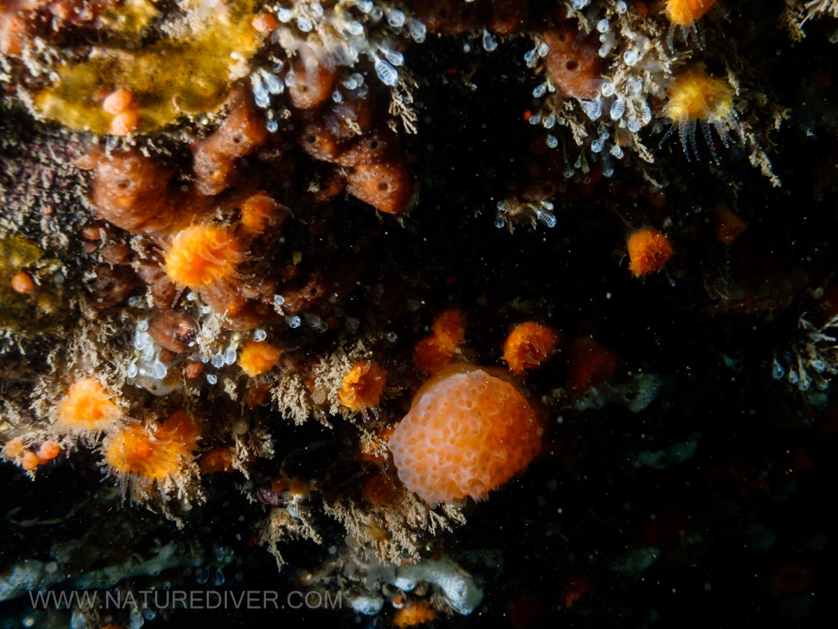 Red-Dotted Compound Tunicate (Eudistoma molle)