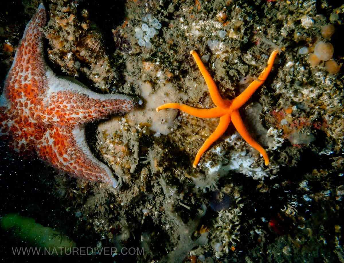 Blood Star (Henricia leviuscula)