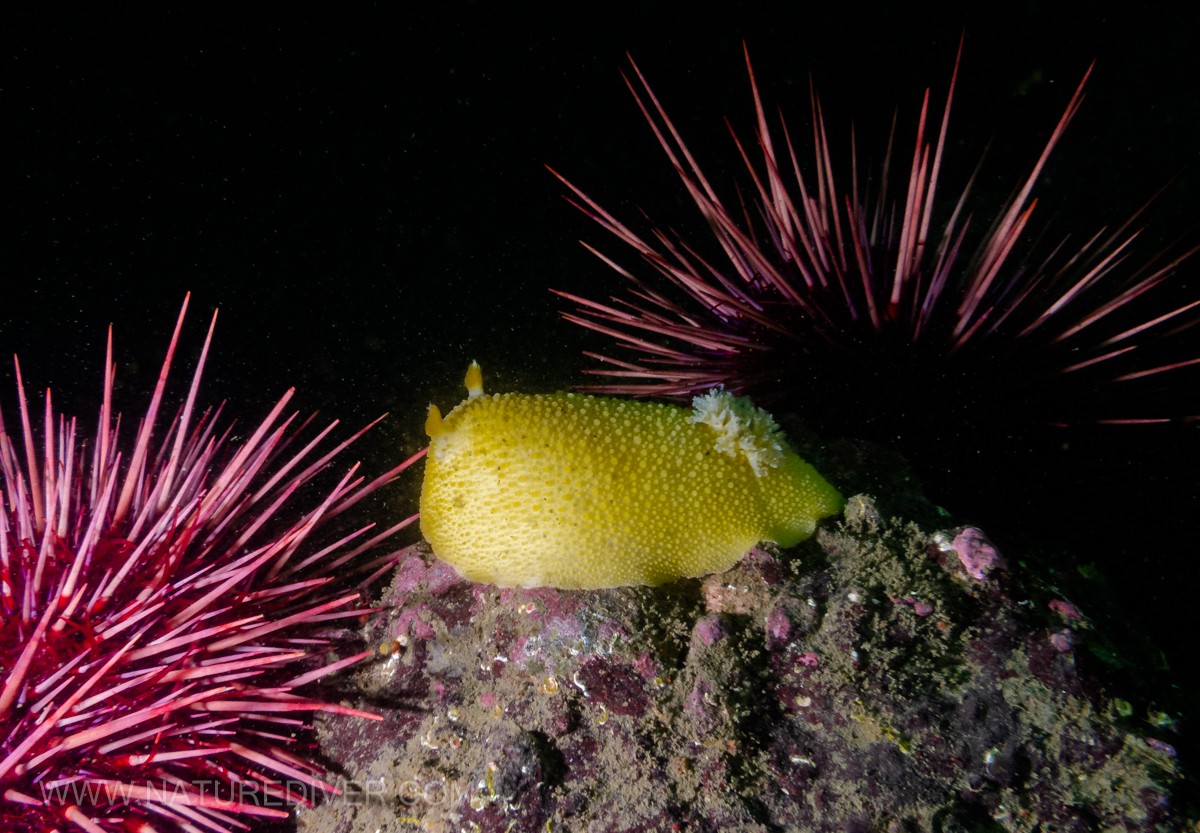 Heath's Dorid (Geitodoris heathi)