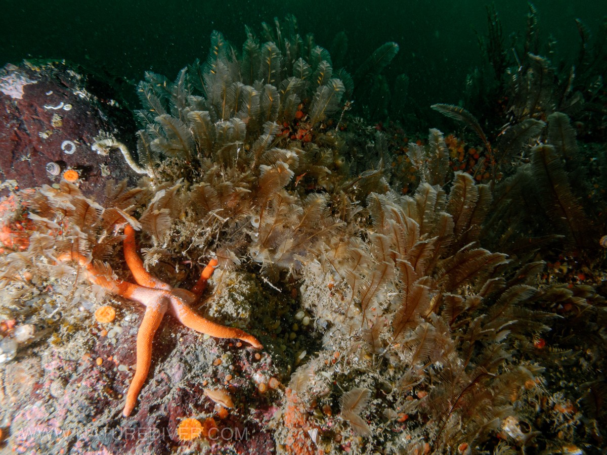 Blood Star (Henricia leviuscula)