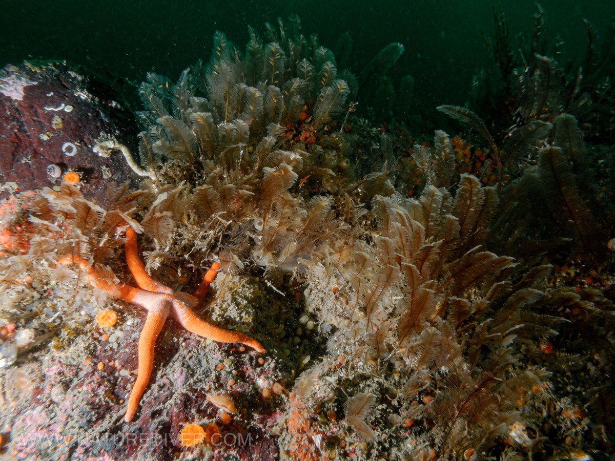 Blood Star (Henricia leviuscula)