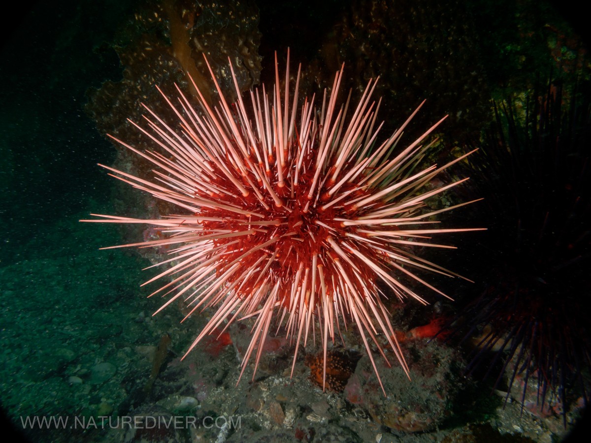 Red Sea Urchin (Strongylocentrotus franciscanus)