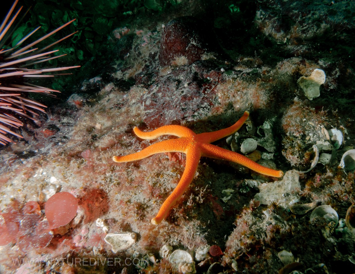 Blood Star (Henricia leviuscula)