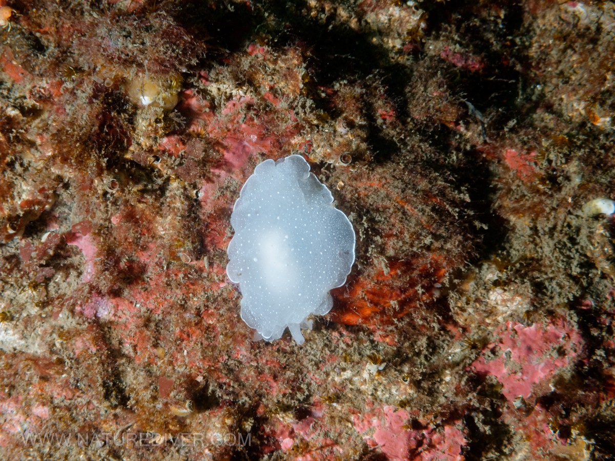 California Berthella (Berthella californica)