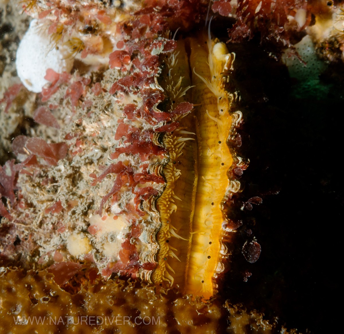 Giant Rock Scallop (Crassadoma gigantea)