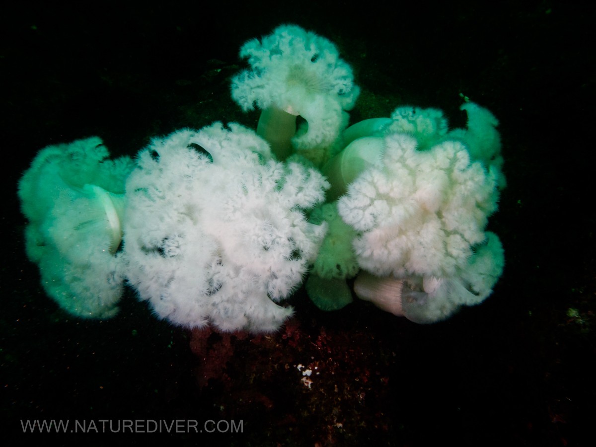 Giant Plumose anemone (Metridium farcimen)